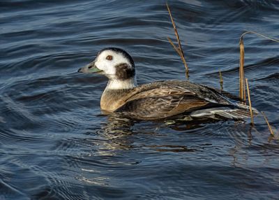 Long-tailed Duck