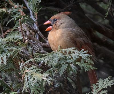 Northern Cardinal