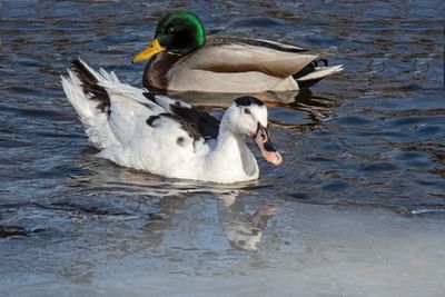 Magpie Duck (?)