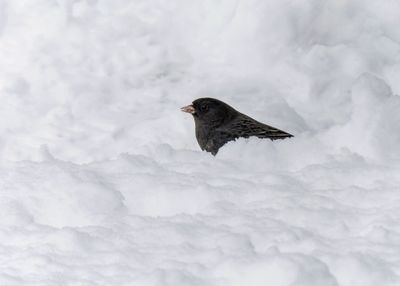 Dark-eyed Junco