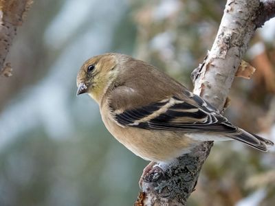 American Goldfinch