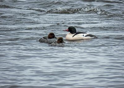 Common Merganser and Common Goldeneyes