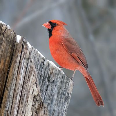 Northern Cardinal