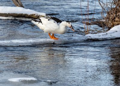 Domesticated Black & White Breed of Mallard Duck