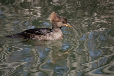 Hooded Merganser