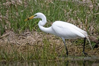 Great Egret