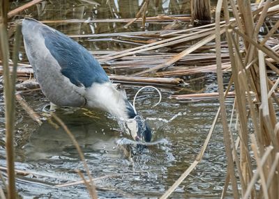 Black-crowned Night Heron  (2 photos)