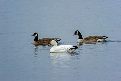 Snow Goose & Friends