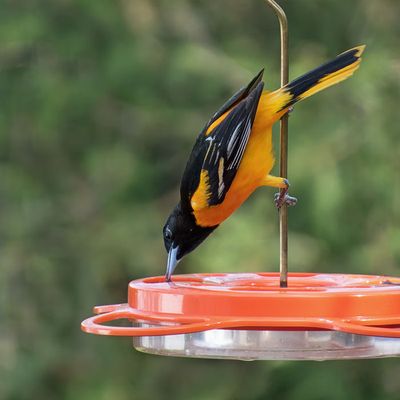 Baltimore Oriole