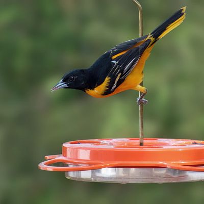 Baltimore Oriole