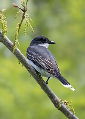 Eastern Kingbird