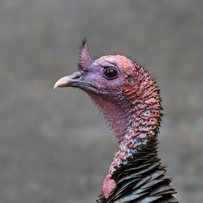 Wild Turkey