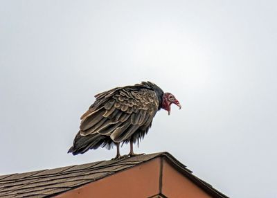 Turkey Vulture