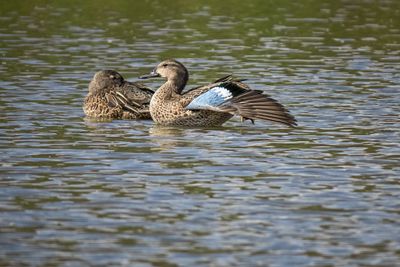 Blue-winged Teals