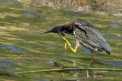 Green Heron