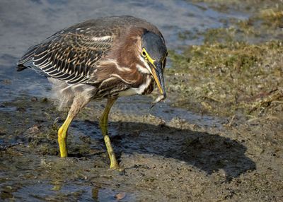 Green Heron