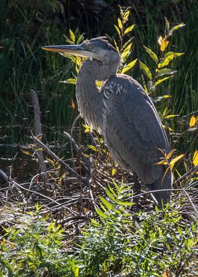 Great Blue Heron