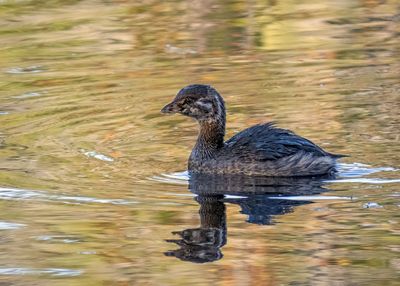 Pied-billed Grebe - Juvenile