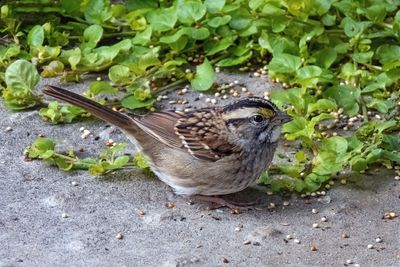 White-throated Sparrow