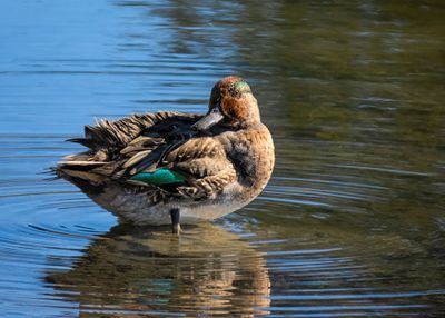 Green-winged Teal