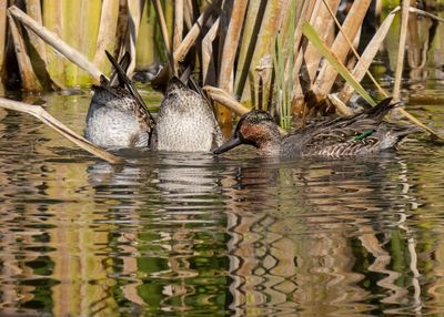 Green-winged Teals