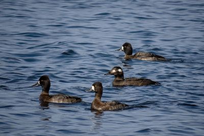 Lesser Scaups & White-winged Scoter