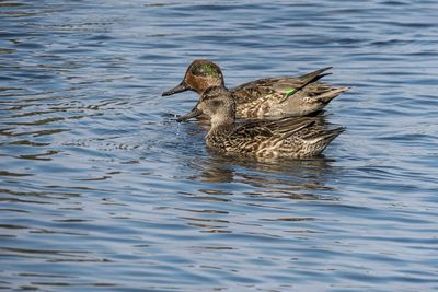 Green-winged Teals