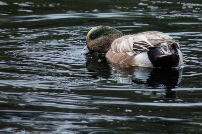 American Wigeon