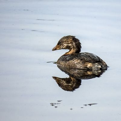 Pied-billed Grebe