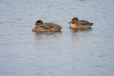 Green-winged Teals