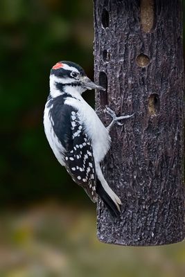 Hairy Woodpecker