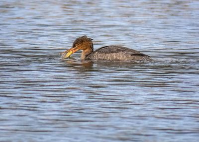 Red-breasted Merganser