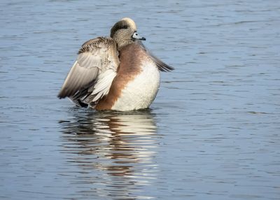 American Wigeon - 2 photos