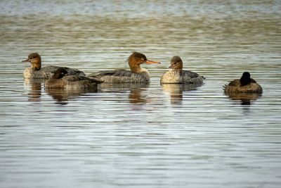Red-breasted Mergansers & Lesser Scaups