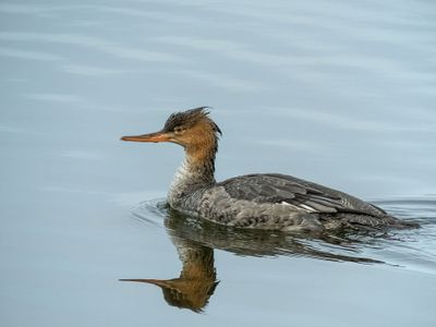Red-breasted Merganser