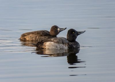 Lesser Scaups
