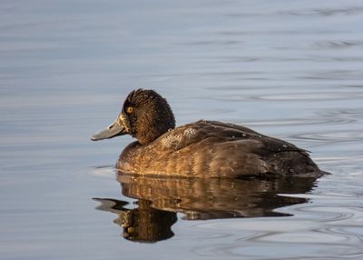 Lesser Scaup
