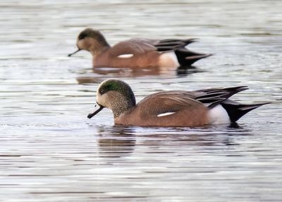 American Wigeons