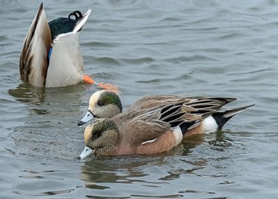 American Wigeons