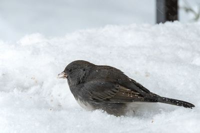 Dark-eyed Junco