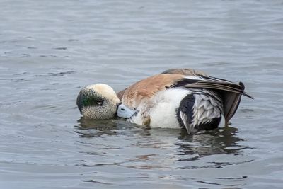 American Wigeon