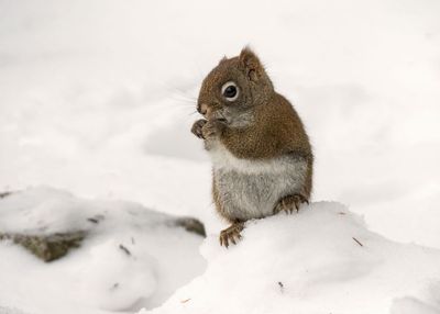 Red Squirrel