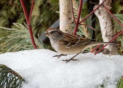 American Tree Sparrow
