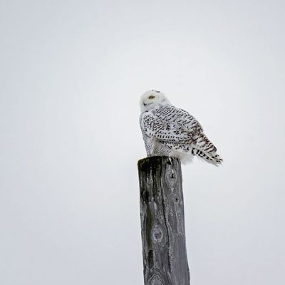 Snowy Owl