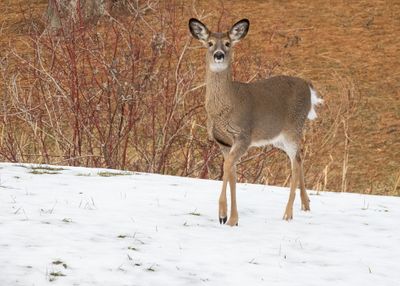 White-tailed Deer