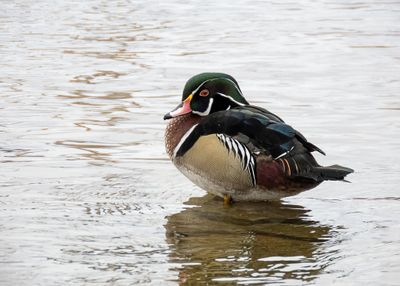 Wood Duck