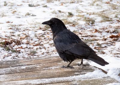 American Crow