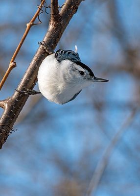 White-breasted Nuthatch