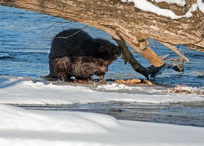 Beaver