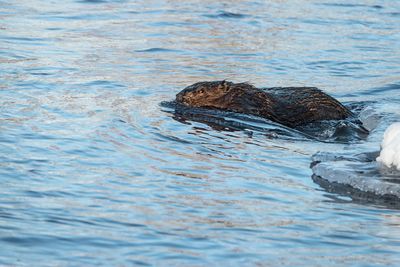Beaver
